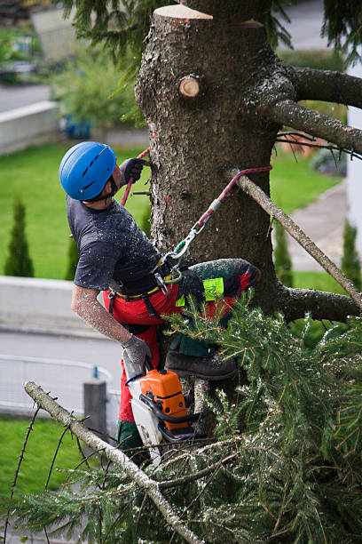 How Our Tree Care Process Works  in  Westfield, PA